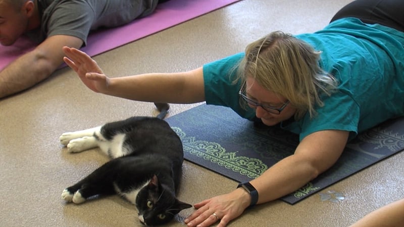 Get Healthy with Cat Yoga