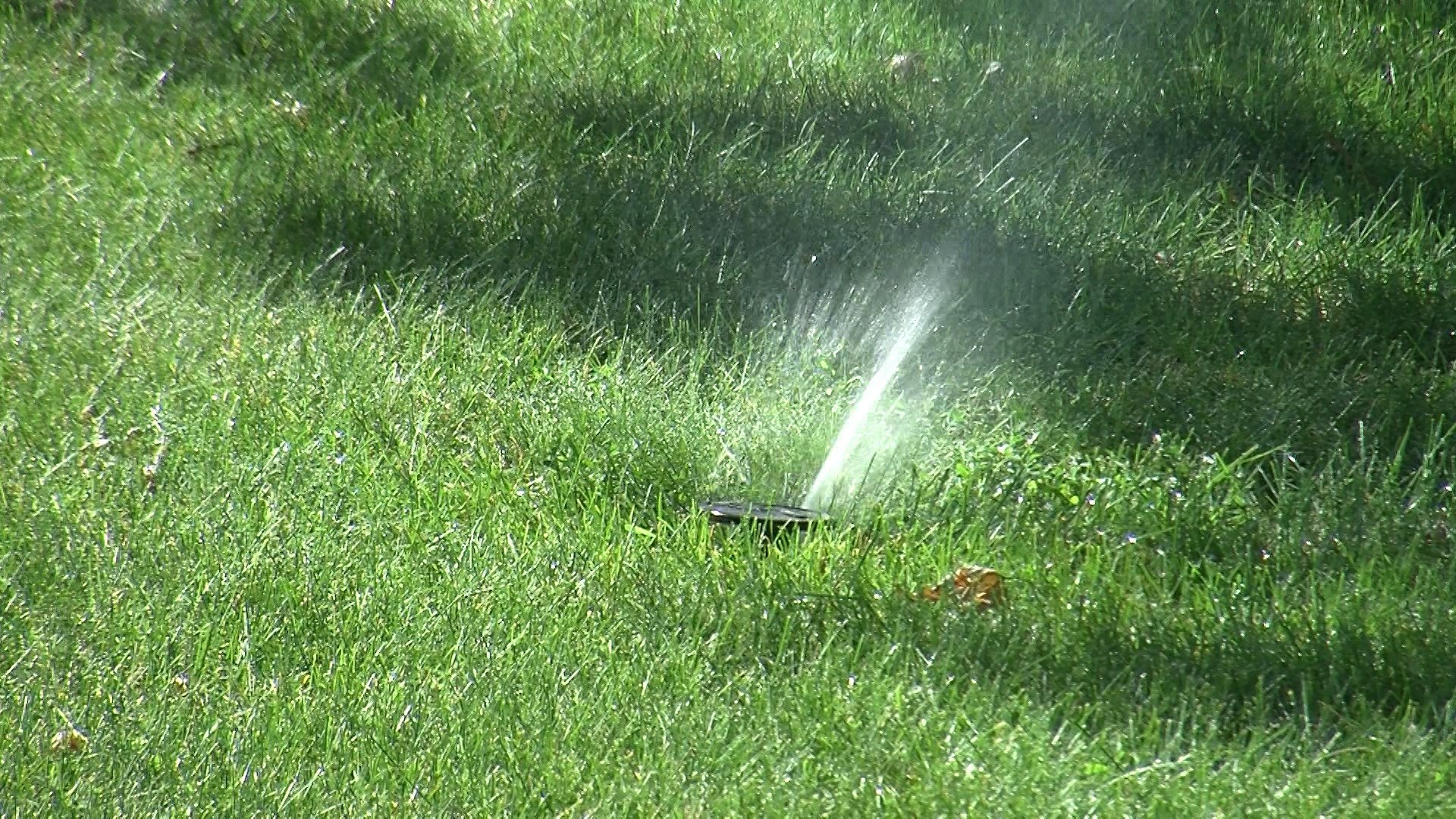 How to treat your lawn during heat wave