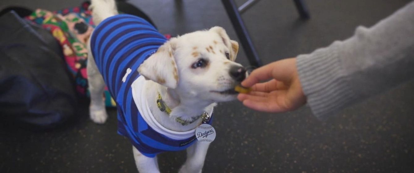 Deaf Girl Teaches Dog Sign Language Klkn Tv News Weather - 