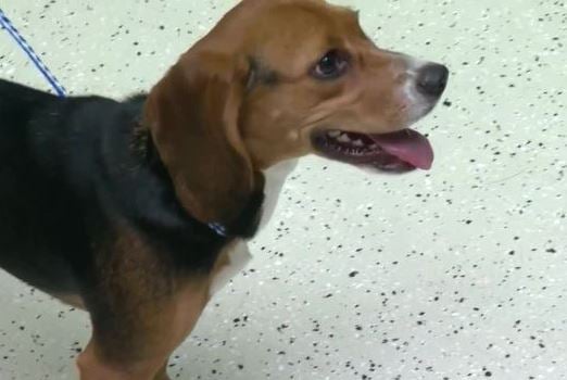 Lucky the stolen Beagle: Details on the dog's return