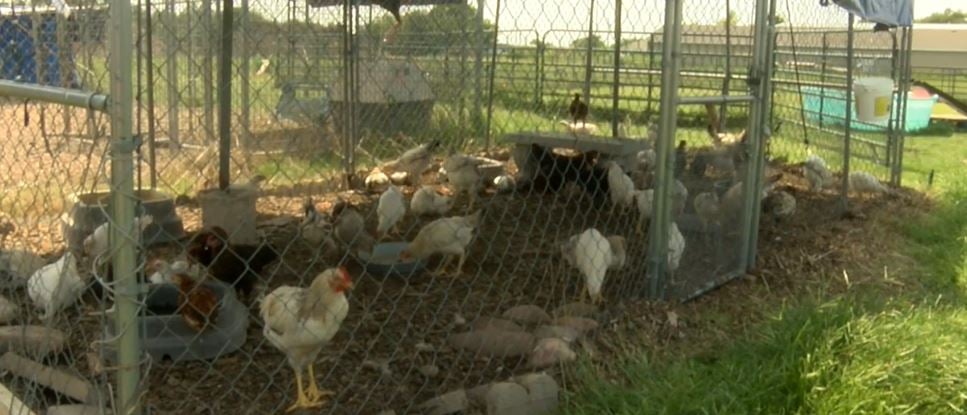 Central Nebraska Humane Society rescues hundreds of animals from property