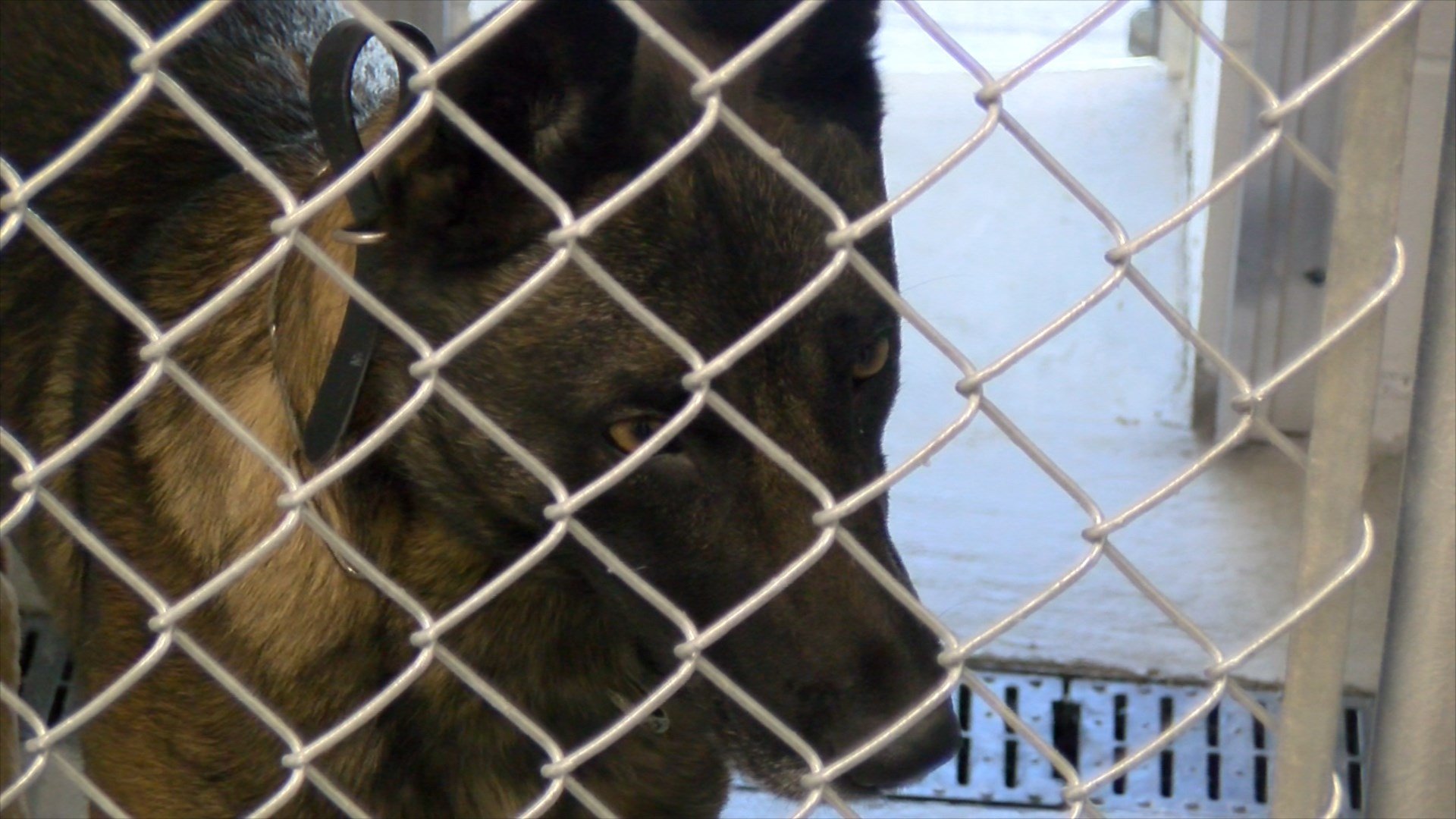 New K9 Training Facility Open