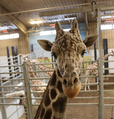 Giraffe At Omaha S Henry Doorly Zoo And Aquarium Dies Klkn Tv