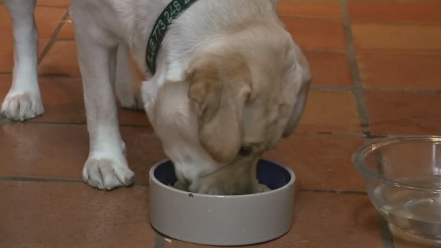 CBD oil available for your pets