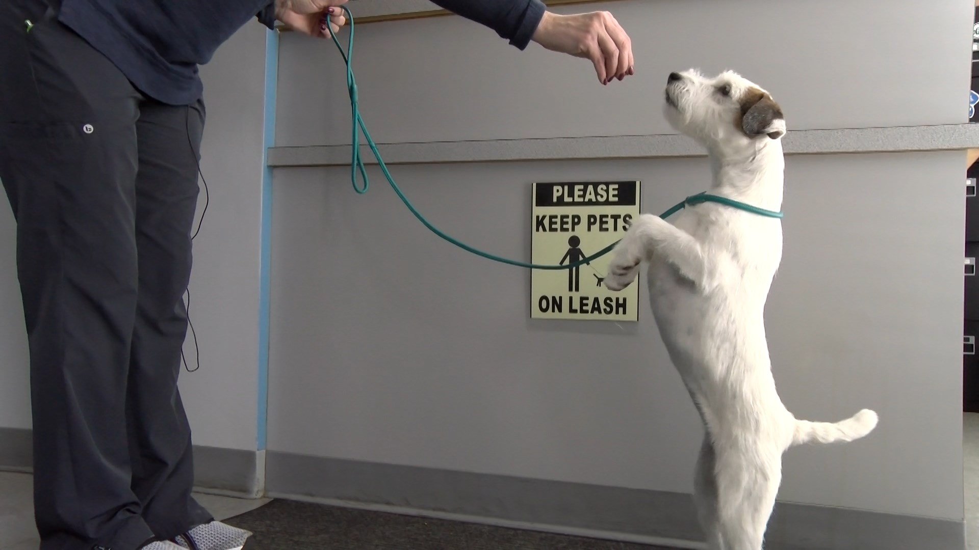 Local dog wins Best of Breed at Westminster Dog Show