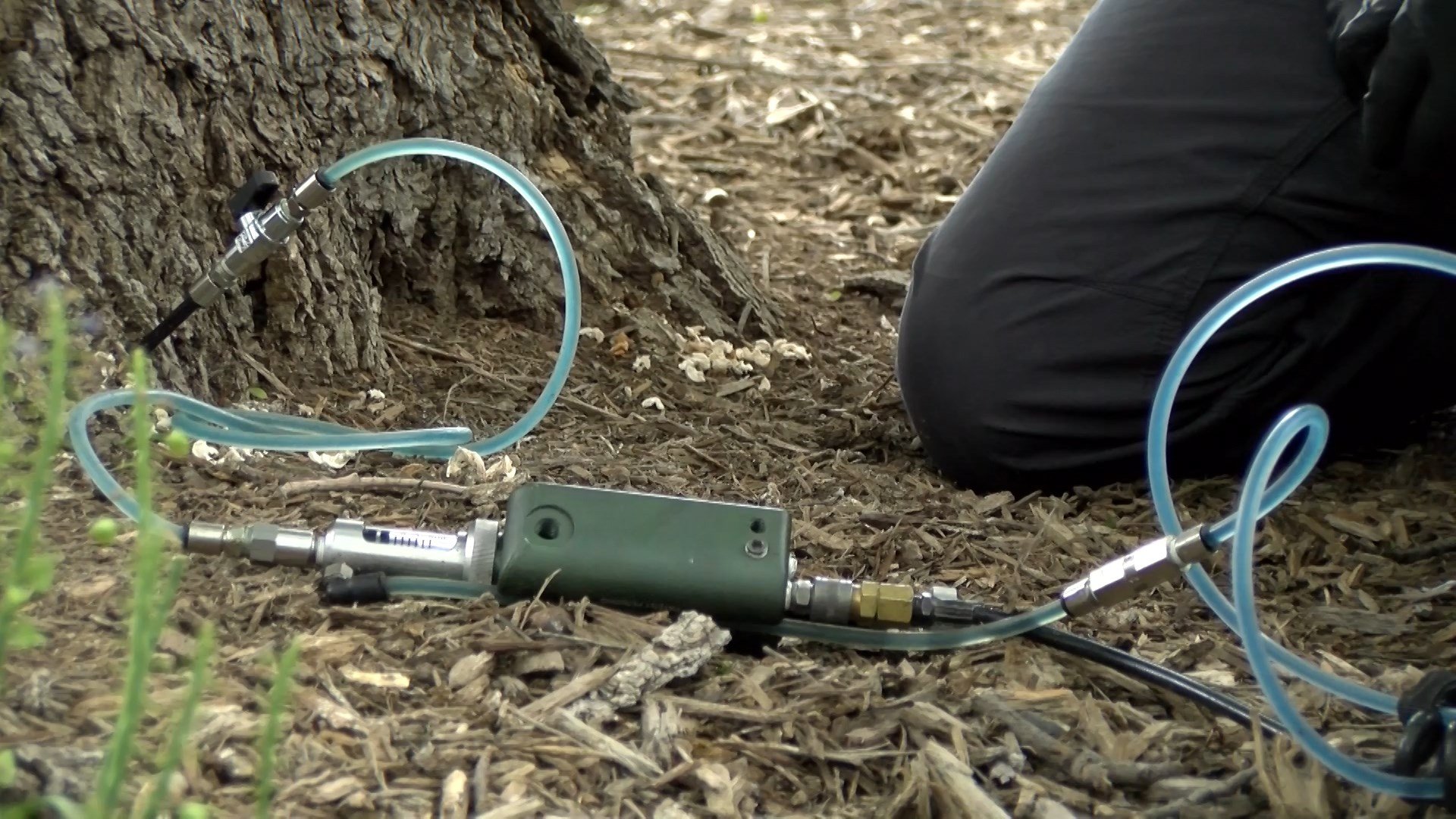 Ash tree "inoculation" helps combat infamous Emerald Ash Borer