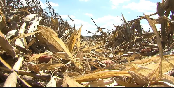Hope for crops fades in Wyoming, Nebraska irrigation failure