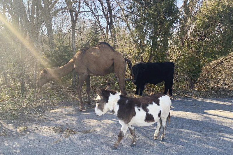 Camel, cow, donkey found roaming together along Kansas road